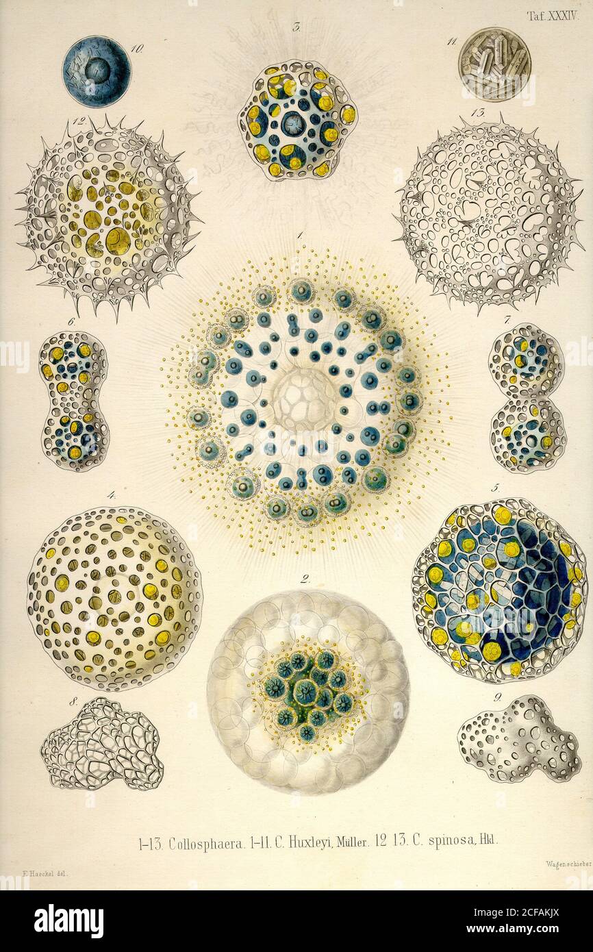 Ozeane protozoen Fotos und Bildmaterial in hoher Auflösung Alamy