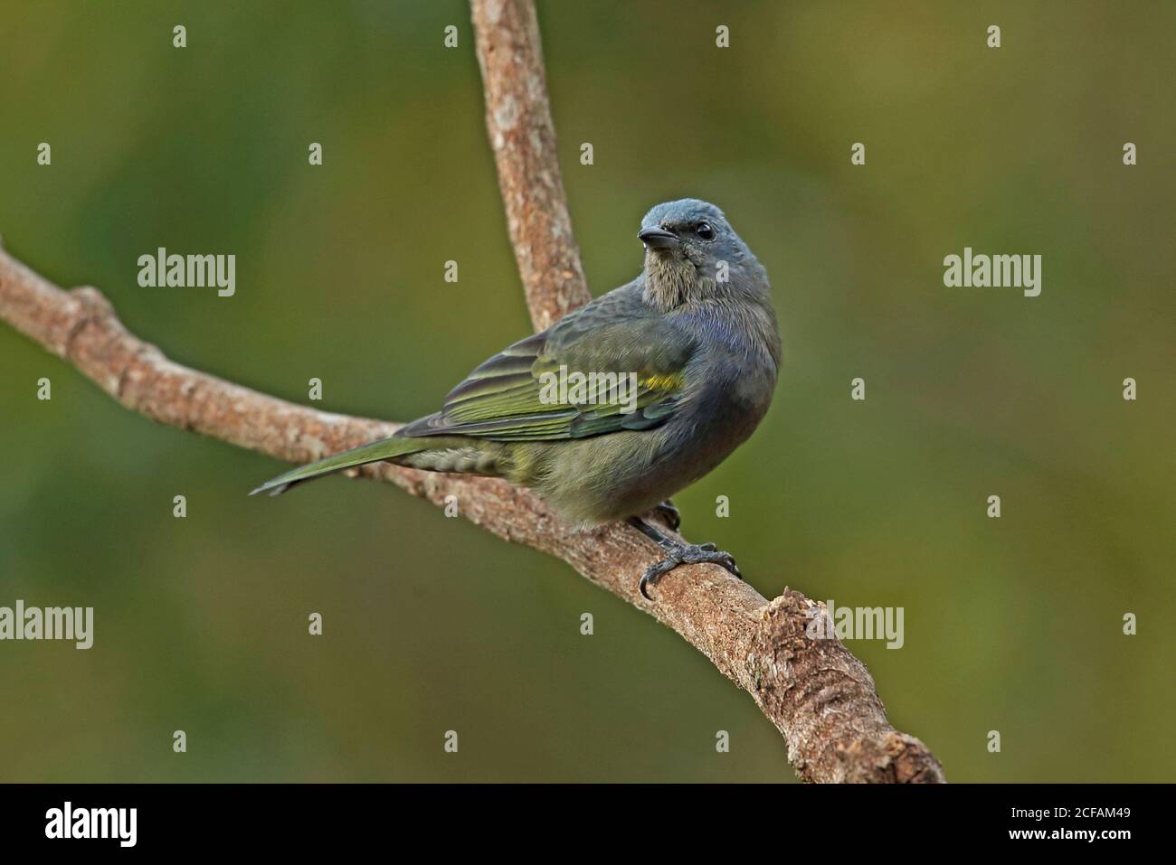 Golden-chevroned Tanager (Thraupis prnata) Erwachsene thront auf Zweig Atlantischen Regenwald, Brasilien Juni Stockfoto