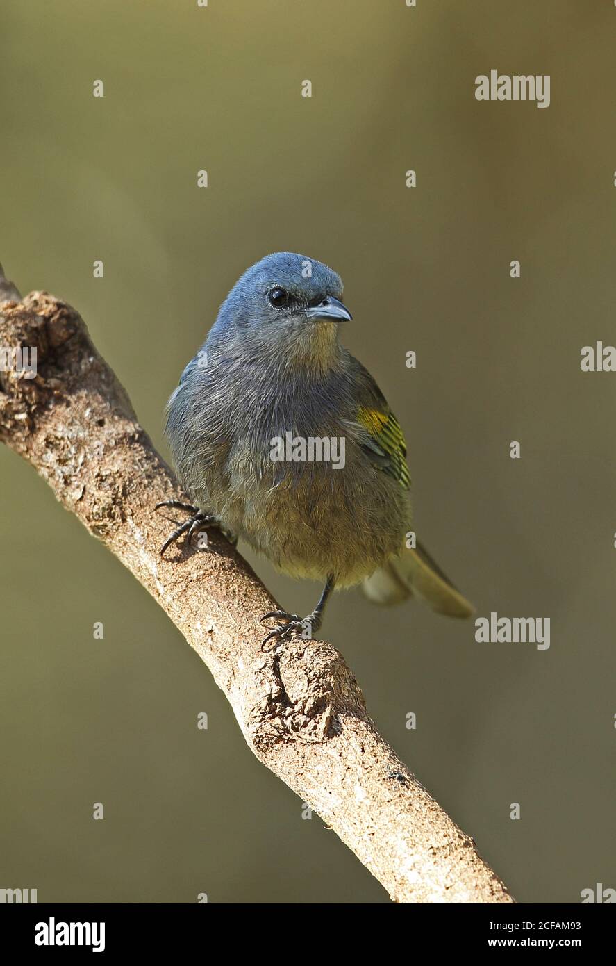 Golden-chevroned Tanager (Thraupis prnata) Erwachsene thront auf Zweig Atlantischen Regenwald, Brasilien Juni Stockfoto