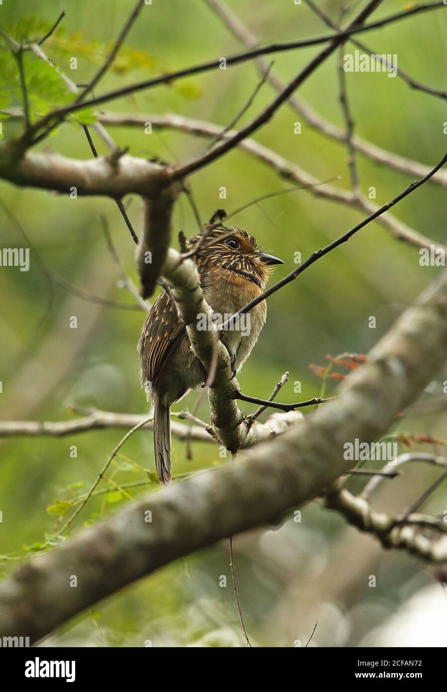 Großer Halbmondtaucher (Malacoptila striata) Erwachsener auf Zweig REGUA, Atlantischer Regenwald, Brasilien Juli Stockfoto