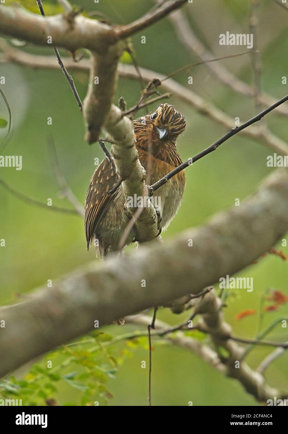 Großer Halbmondtaucher (Malacoptila striata) Erwachsener auf Zweig REGUA, Atlantischer Regenwald, Brasilien Juli Stockfoto