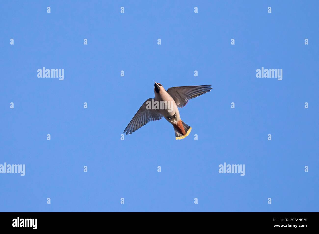 Wandernder böhmischer Wachsflügel (Bombycilla garrulus) im Flug gegen blauen Himmel Stockfoto