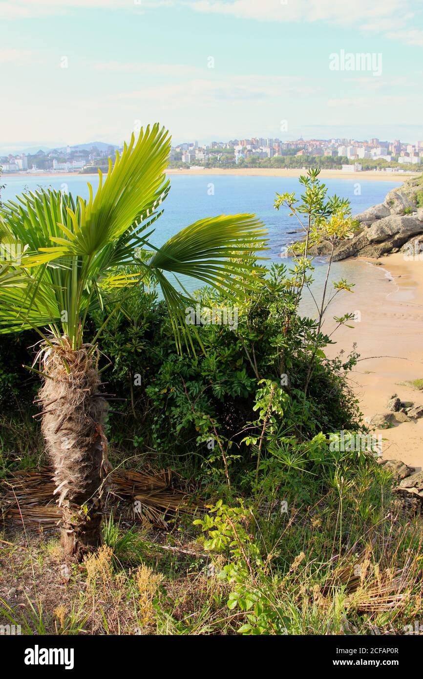 Chamaerops humilis Europäische Fächerpalme mit dem Strandgebiet Sardinero in der Ferne Santander Cantabria Spanien Stockfoto