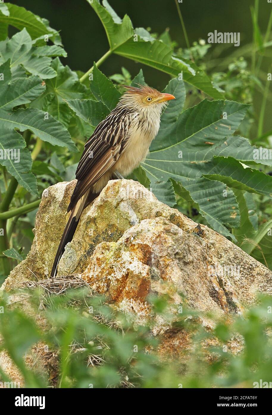 GUIRA Kuckuck (Guira guira) Erwachsener auf Felsen REGUA, Atlantischer Regenwald, Brasilien Juli Stockfoto