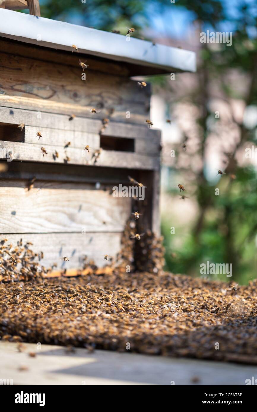 Eine Bienenkolonie wird übertragen und zieht in eine neue Bienenkasten mit Bienen, die herumfliegen Stockfoto
