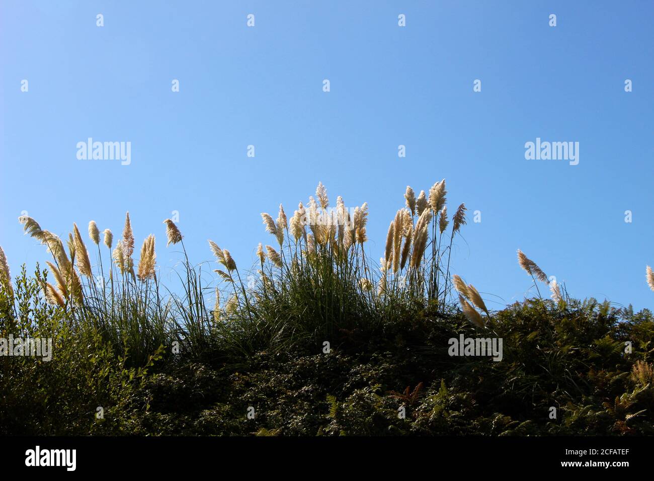 Mehrjährige Schilfgräser Phragmites australis hoch auf einem grasbewachsenen Ufer In einer Reihe gegen einen klaren blauen Himmel Santander Cantabria Spanien Stockfoto