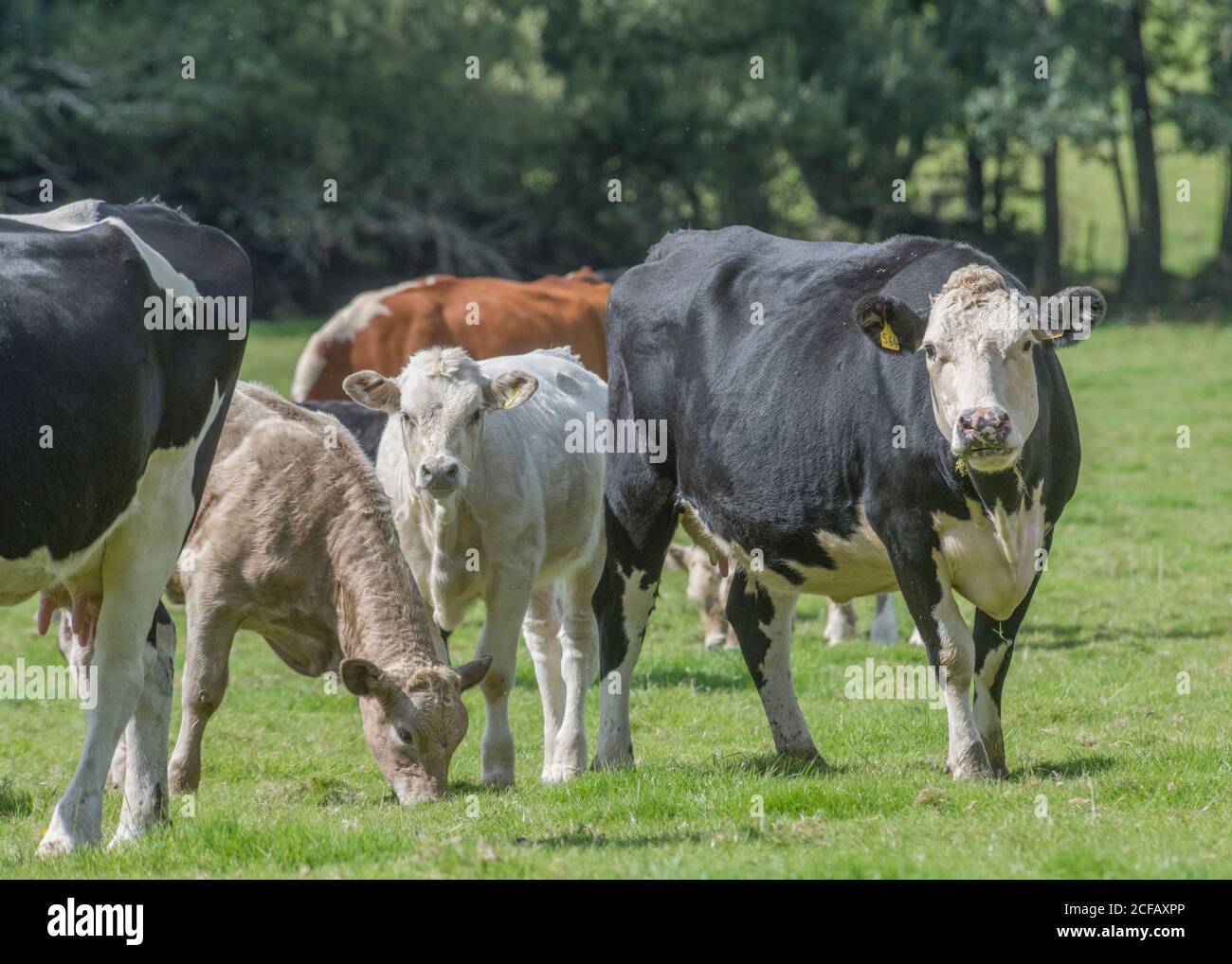 Schwarz-weiße Kuh im Feld Blick auf die Kamera mit Neugier. Für die britische Viehwirtschaft. Milchwirtschaft, britisches Rindfleisch, britische Landwirtschaft und Landwirtschaft. Stockfoto