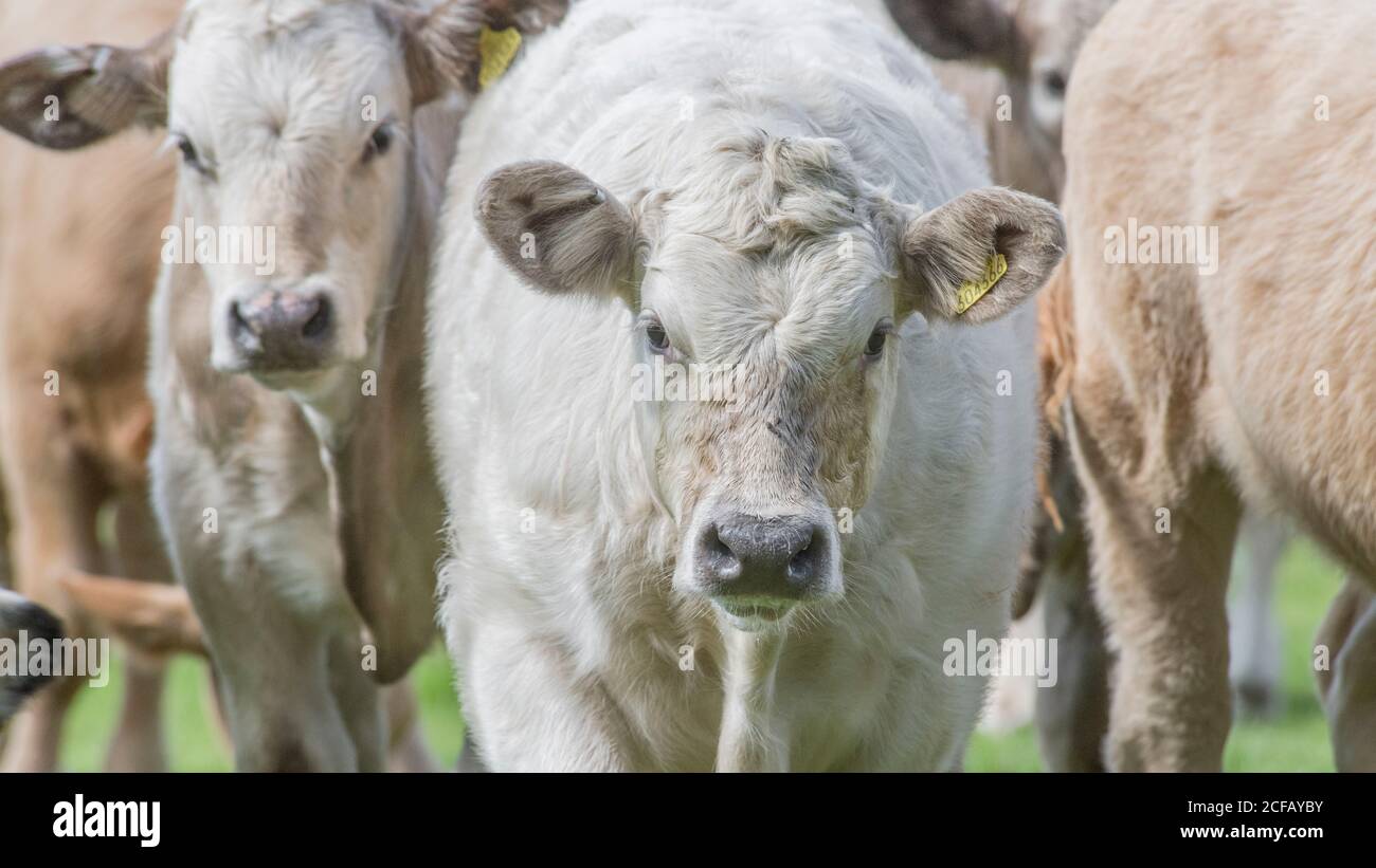 16:9-Format. Neugieriger und neugieriger junger Bulllock, der kommt, um die Kamera zu betrachten, aber vorsichtig. Für britische Viehzucht, britisches Rindfleisch, junge Kuh, Nutztiere Stockfoto