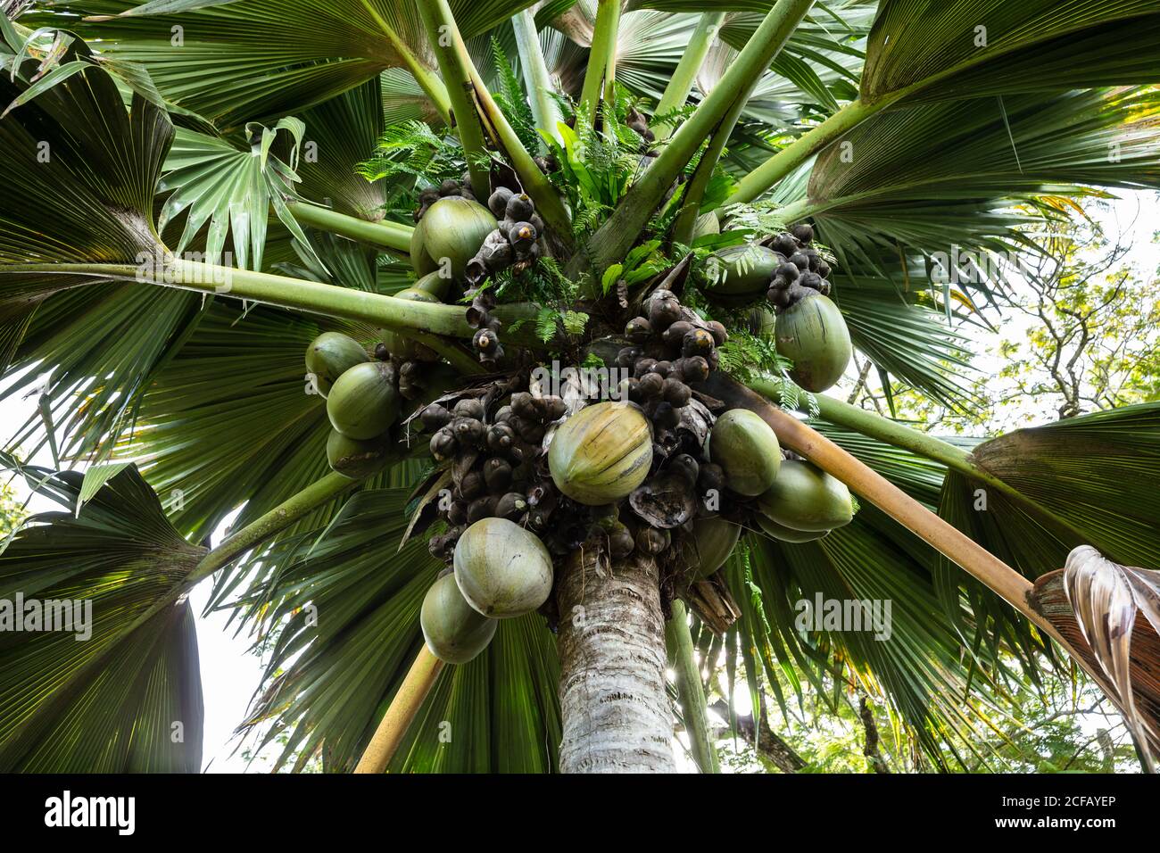 Low Angle View von Coco de Mer - Meer Kokosnuss auf Palm Tree Stockfoto