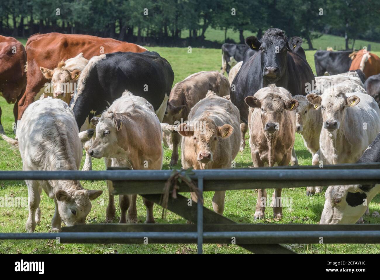 Kleine Gruppe junger Ochsen, die stehen und neugierig auf die Kamera schauen. Für die britische Viehwirtschaft, britisches Rindfleisch, britische Landwirtschaft. Stockfoto