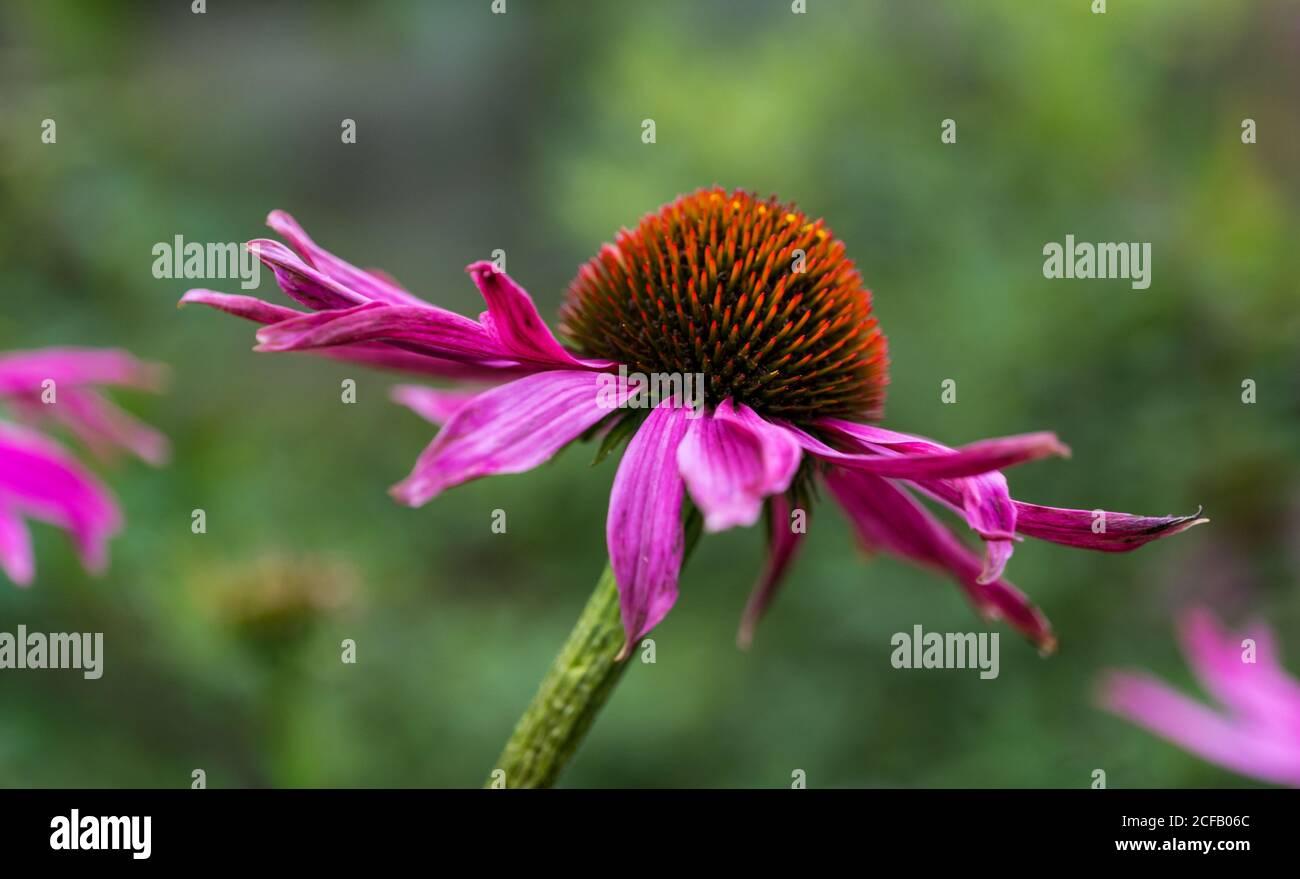 Nahaufnahme der Echinacea purpurea Blume (östliche violette Koneblume, purpurne Koneblume, Igelkoneblume), die im Spätsommer, Schottland, Großbritannien blüht Stockfoto