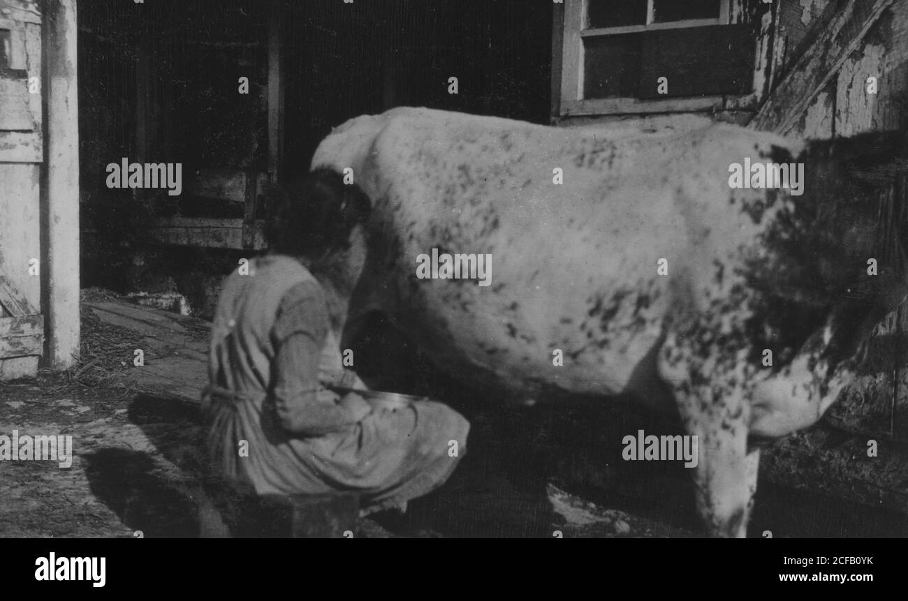 Eine Kuh zu melken Stockfoto