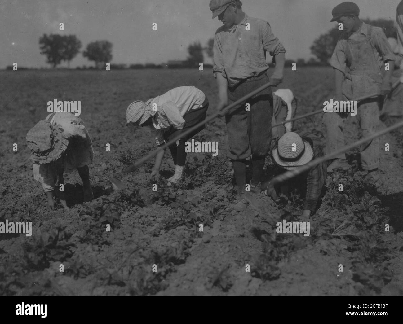 Drei Erwachsene und sechs Kinder ab sieben Jahren auf zwölf Jahre hart bei der Arbeit auf einer Zuckerrüben-Farm in der Nähe von Greeley Colorado. Stockfoto