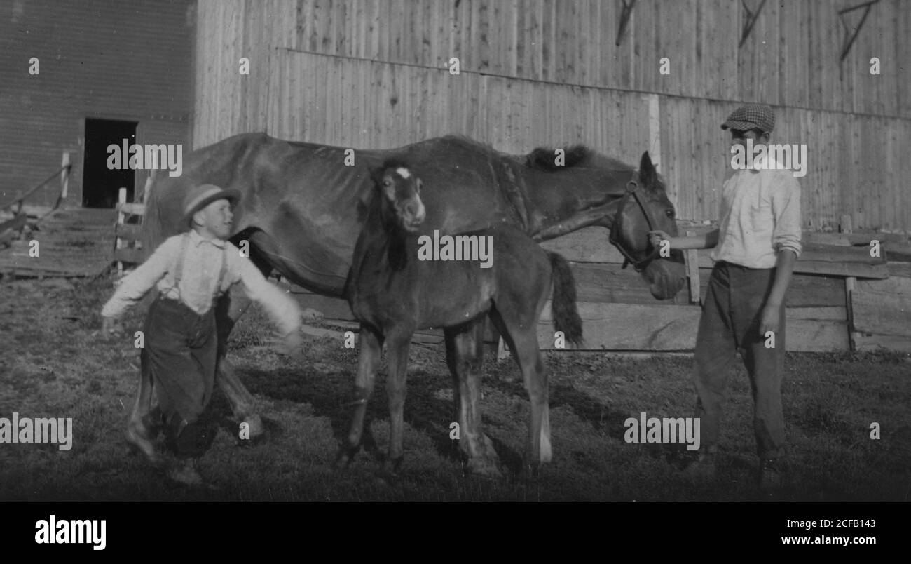 Acht - jährige Jack kümmert sich der colt Stockfoto