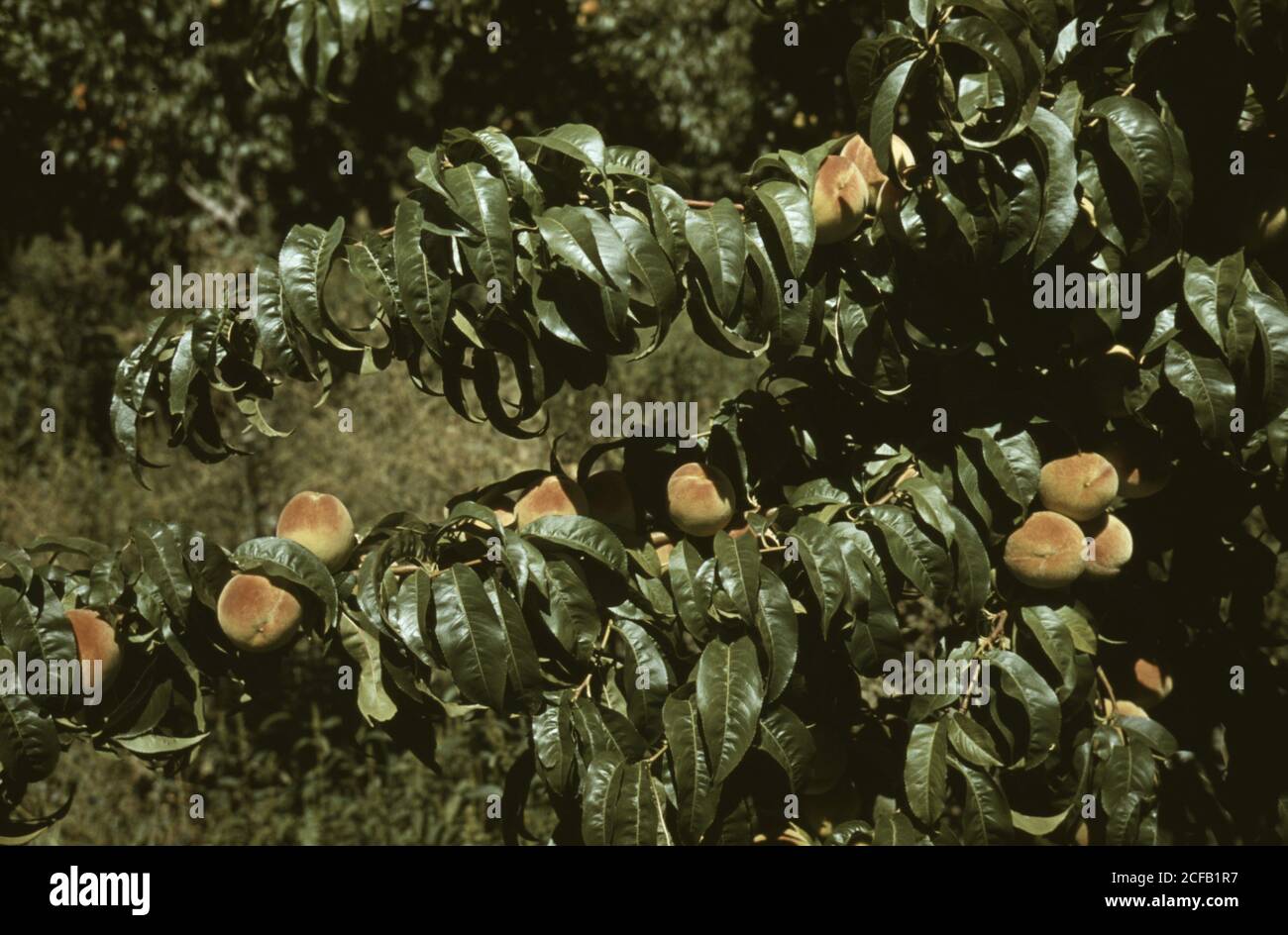 Pfirsichbäume in einem Obstgarten, Delta County, Colorado Stockfoto