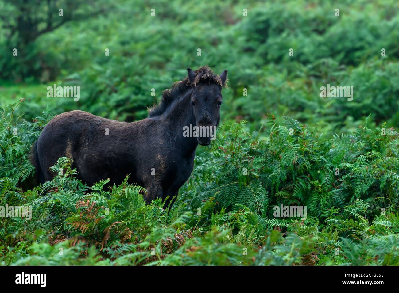 Wilden Dartmoor Pony Stockfoto