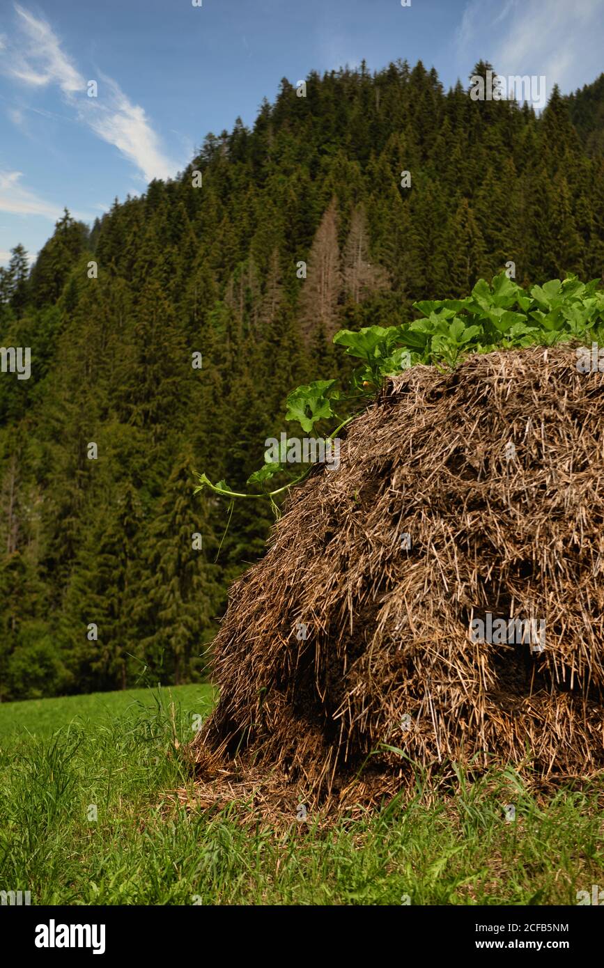 Kürbispflanze, die auf einer Tierdüngung wächst, Schweiz Stockfoto