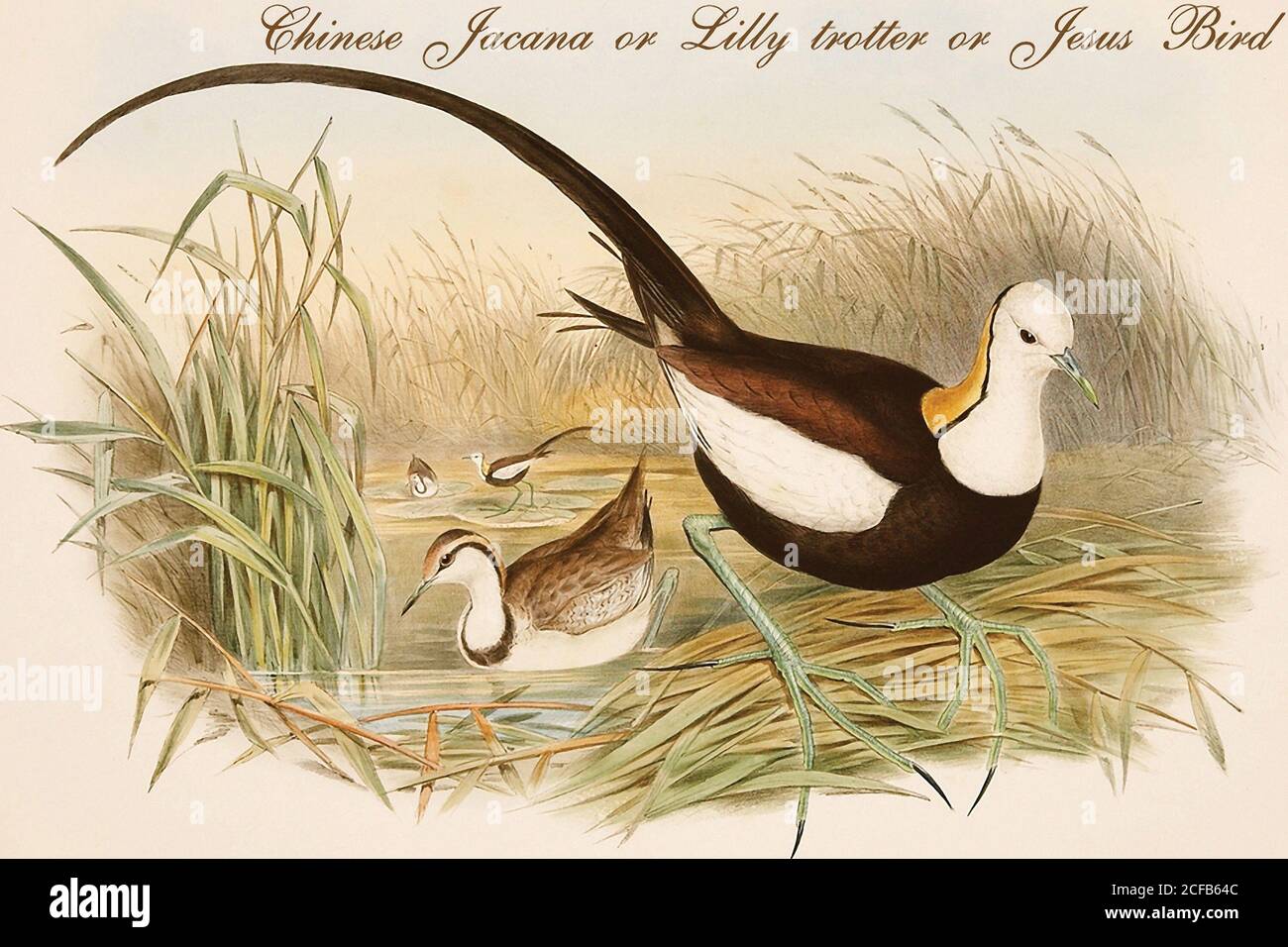 Chinesische Jacana oder Lilly Trotter oder Jesus Bird Stockfoto