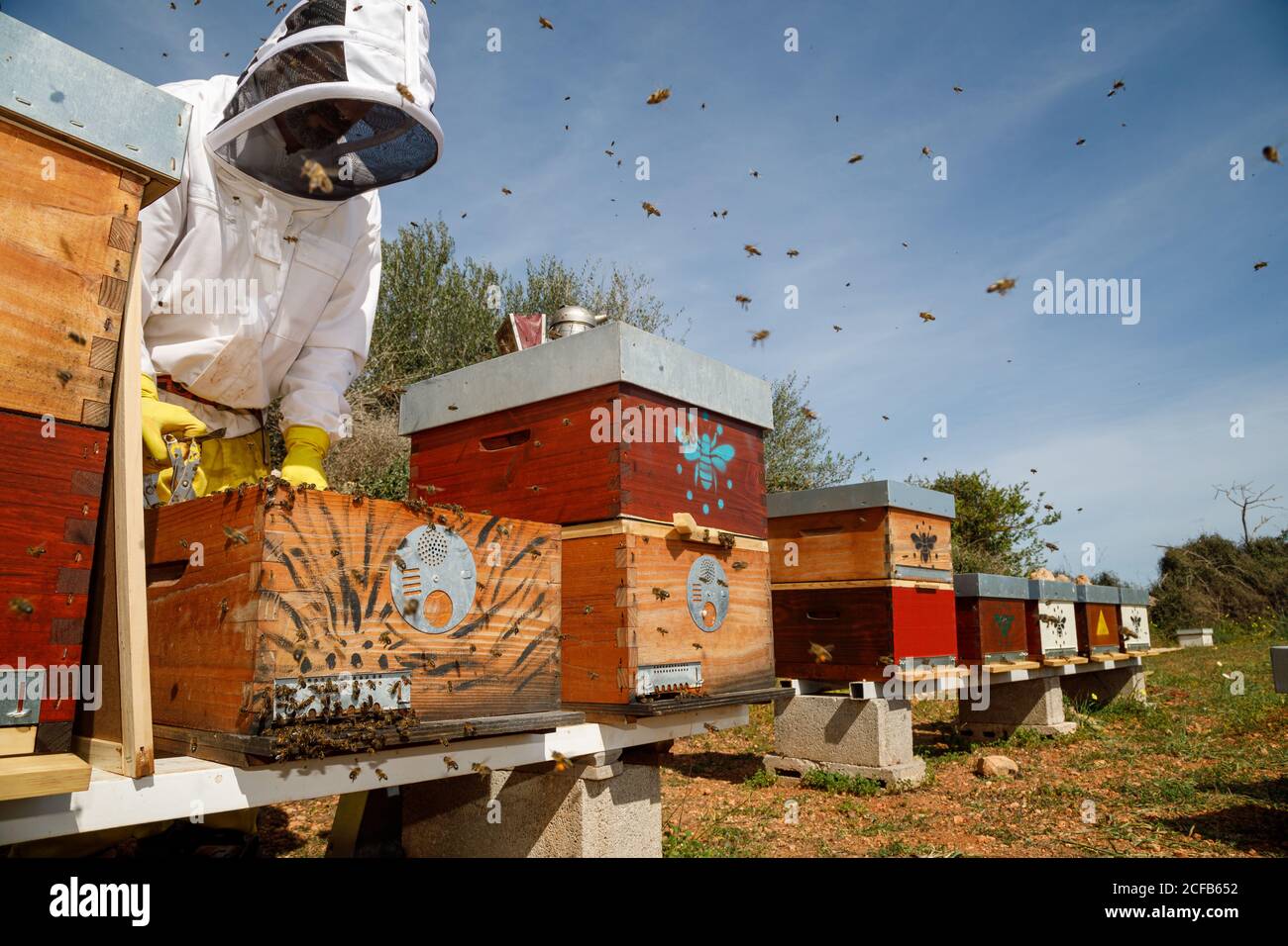 Männliche Imker in weißen Schutzarbeit tragen halten Wabe mit Bienen beim Sammeln von Honig im Bienenhaus Stockfoto