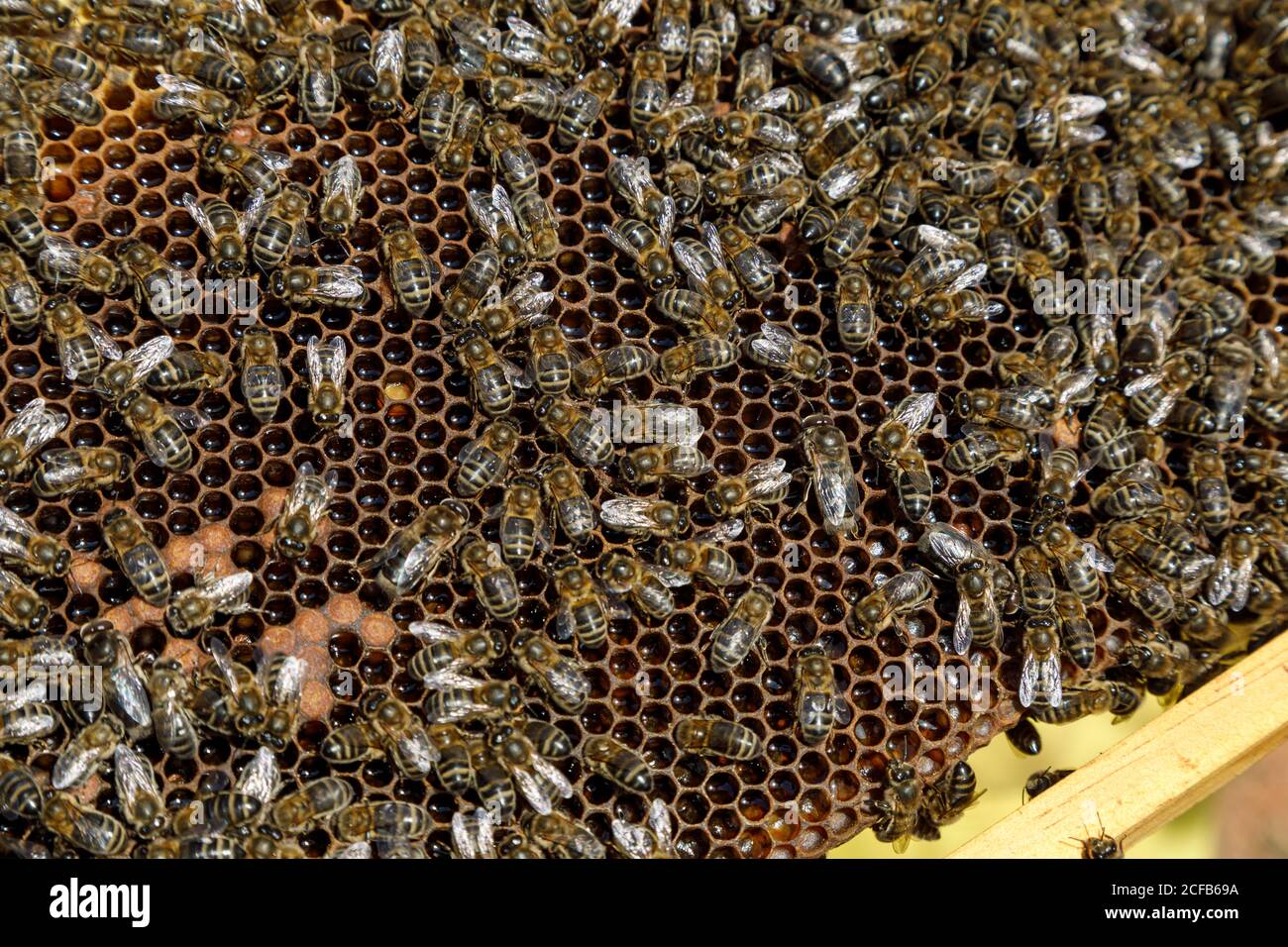 Nahaufnahme des Wabenrahmens mit Bienen während der Honigernte Bienenhaus Stockfoto