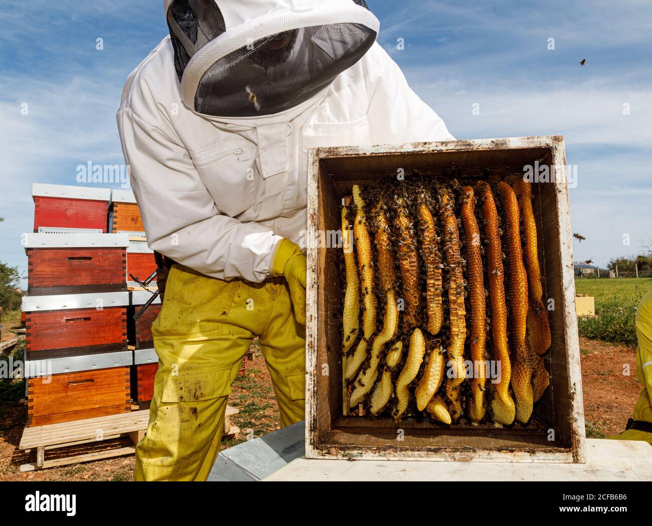 Männliche Imker in weißen Schutzarbeit tragen halten Wabe mit Bienen beim Sammeln von Honig im Bienenhaus Stockfoto