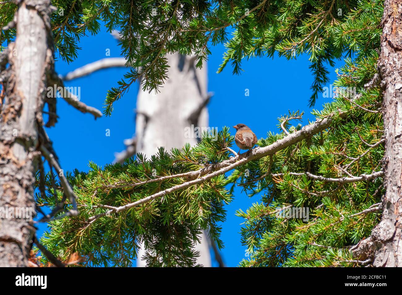 Ein kleiner Vogel hockt auf eine Tanne Zweig in der Höhe Wald in Mt. Hood National Forest in Oregon Stockfoto