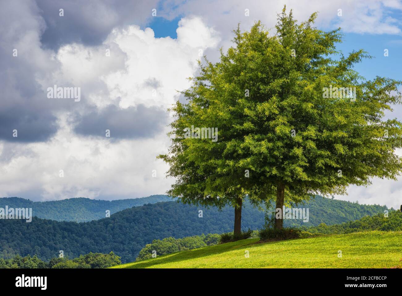 Wolkiger Himmel mit blauen Flecken hängen über sanften Hügeln Und ein Baum im ländlichen Tennessee Stockfoto