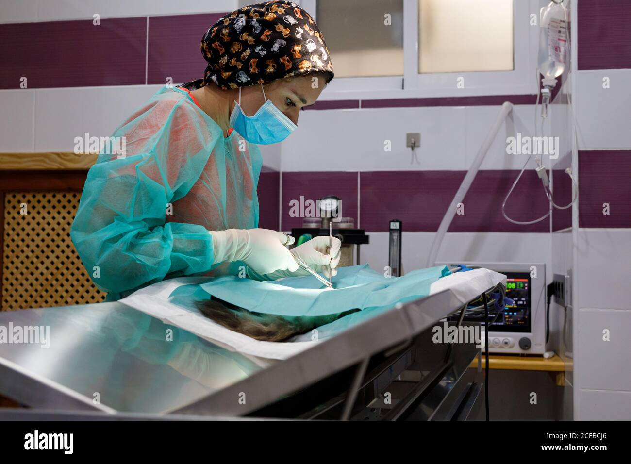 Seitenansicht der Tierärztin in Uniform und Handschuhe mit Werkzeuge und Durchführung von Operationen an Tieren in der modernen Klinik Stockfoto