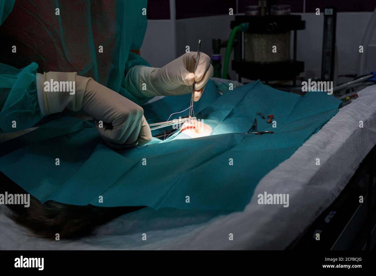 Seitenansicht von nicht erkennbaren Tierarzt in Uniform und Handschuhe mit Werkzeuge und Durchführung von Operationen an Tieren in der modernen Klinik Stockfoto