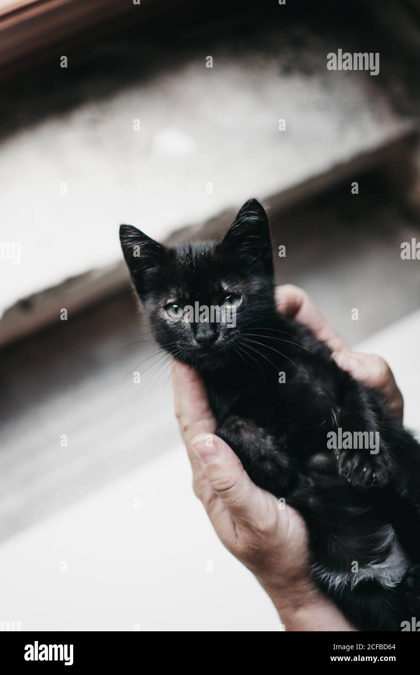 Crop Hände halten schwarze Kätzchen Stockfoto