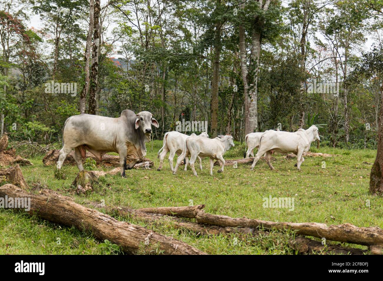 Zebu Kuhrinder in einem Bauernhof in der Costa Rica Landschaft. Grasen in völliger Freiheit Stockfoto