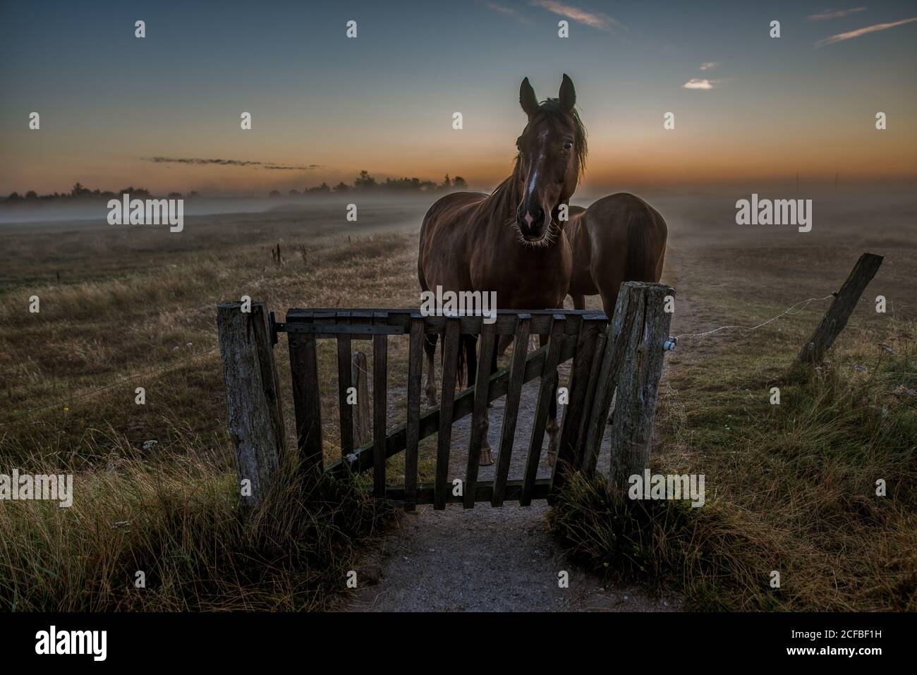 Pferde stehen an einem Tor in einem magischen nebligen Morgen, kurz vor Sonnenaufgang, Høll, Dänemark, 14. August 2020 Stockfoto