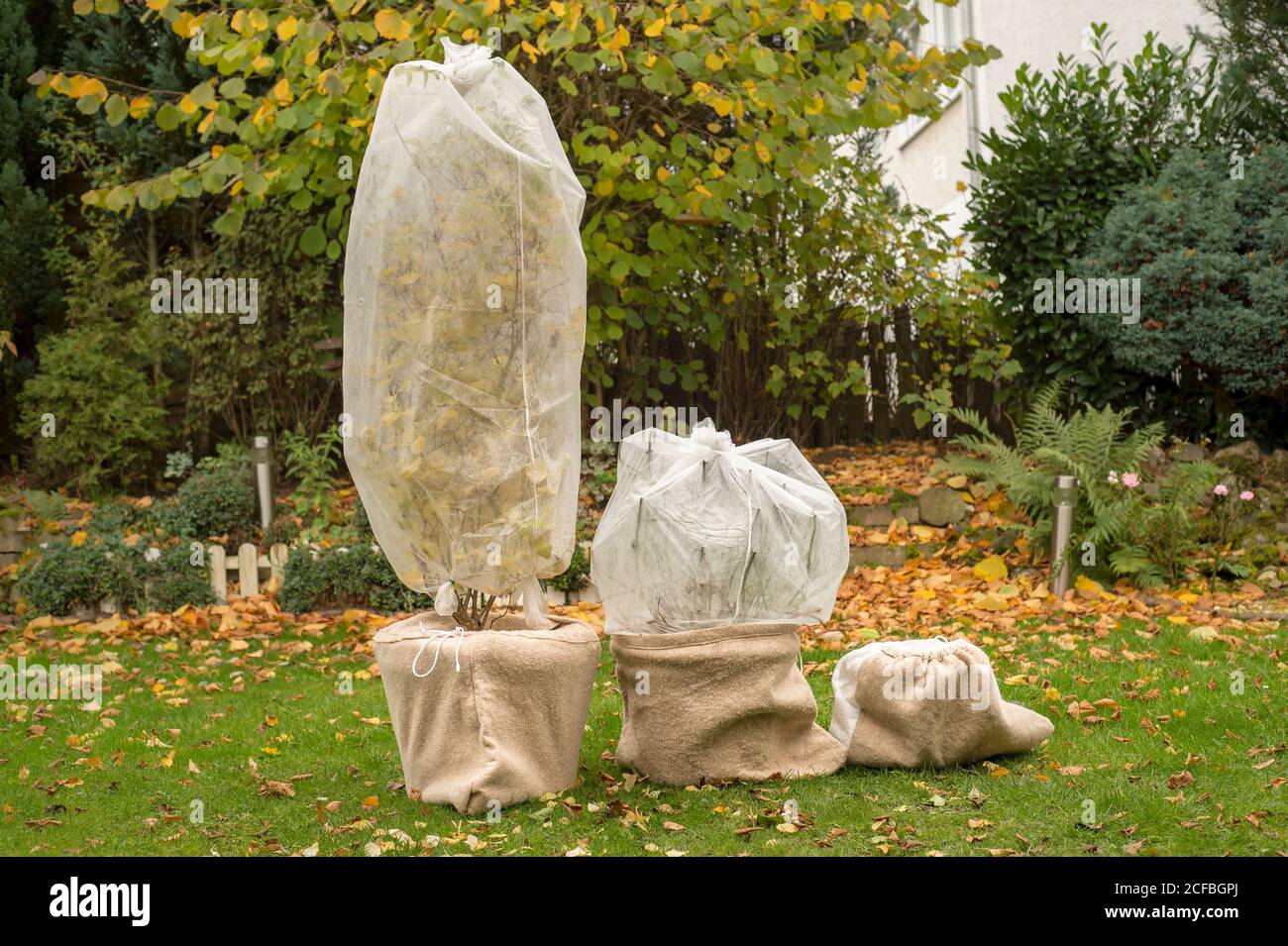 Baum in Topf ist in Vlies für den Winter gewickelt. Herbstarbeit im Garten. Stockfoto