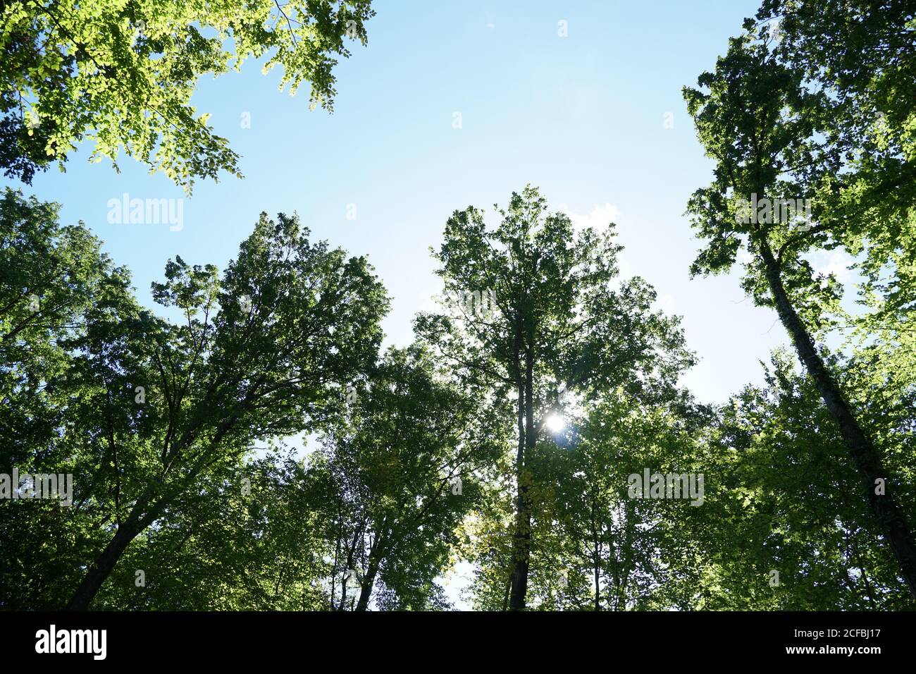 Kronen von Laubbäumen in der Perspektive nach oben, im niedrigen Winkel gegen klaren blauen Himmel mit viel Kopieplatz fotografiert. Stockfoto