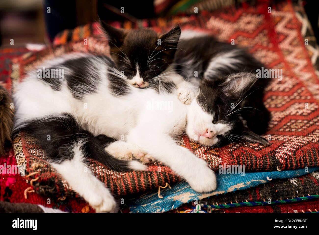 Zwei Kätzchen kuscheln und schlafen auf marokkanischen Teppichen Stockfoto