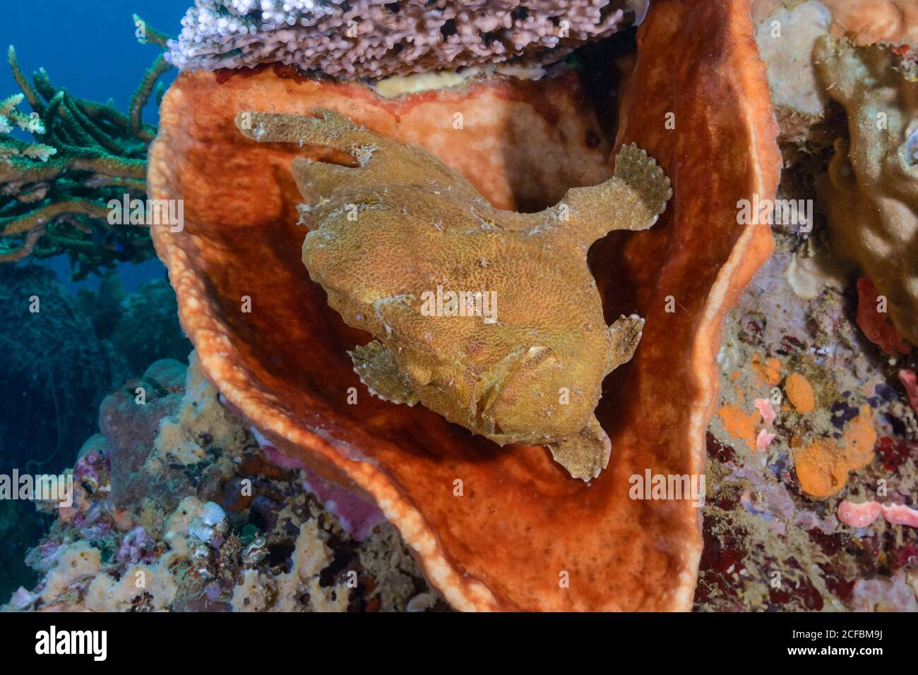 Riesenanglerfisch, Antennarius commerson, in Schwamm ruhend, Ambon, Indonesien, Bandasee, Stockfoto