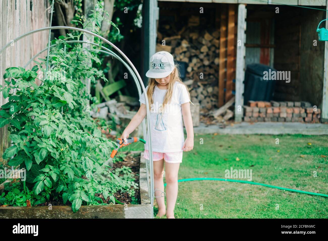 Junge Mädchen Gießen Tomatenpflanzen im Hinterhof Stockfoto