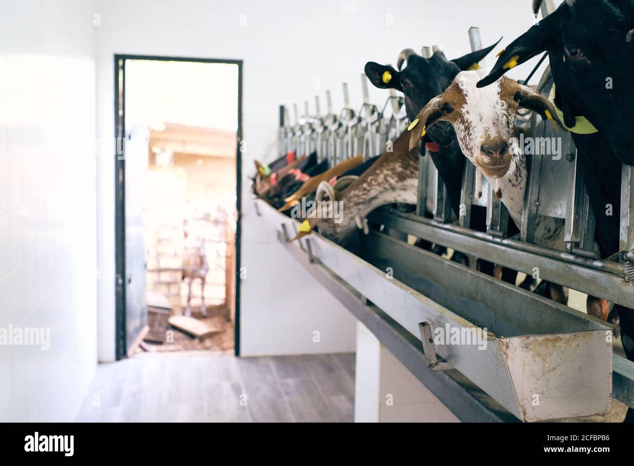 Fabrik der Melkziegen zu Maschine Stockfoto