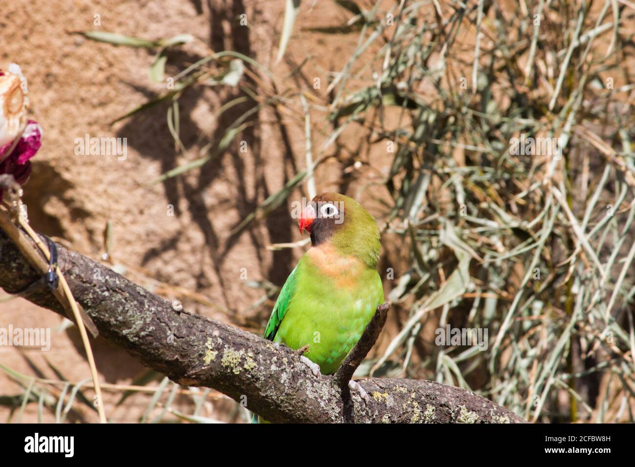 Ein schwarz maskierter, auf einem Ast sitzender Lovebird, Agapornis personatus, ist eine monotypische Vogelart der Gattung der Lovebird aus der Papageienfamilie Psittacul Stockfoto