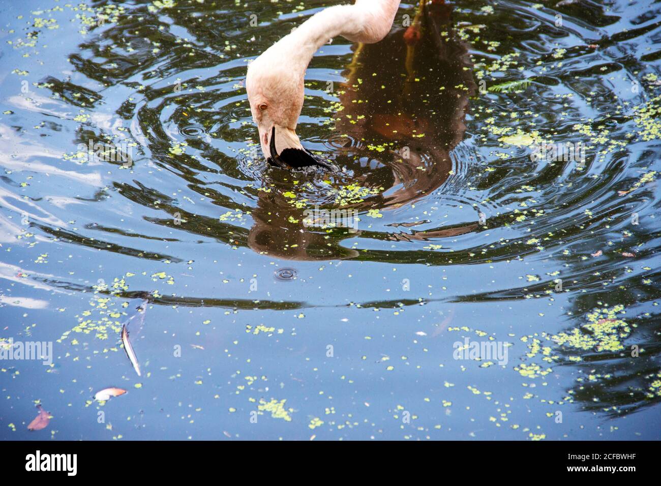 Kopfansicht eines Chileflamingo, Phoenicopterus chilensis, ist die häufigste der drei in Südamerika gefundenen Flamingoarten Stockfoto