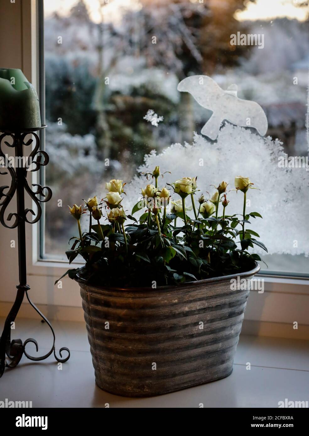 Weiße Rosen in einem Zinkglas Stockfoto