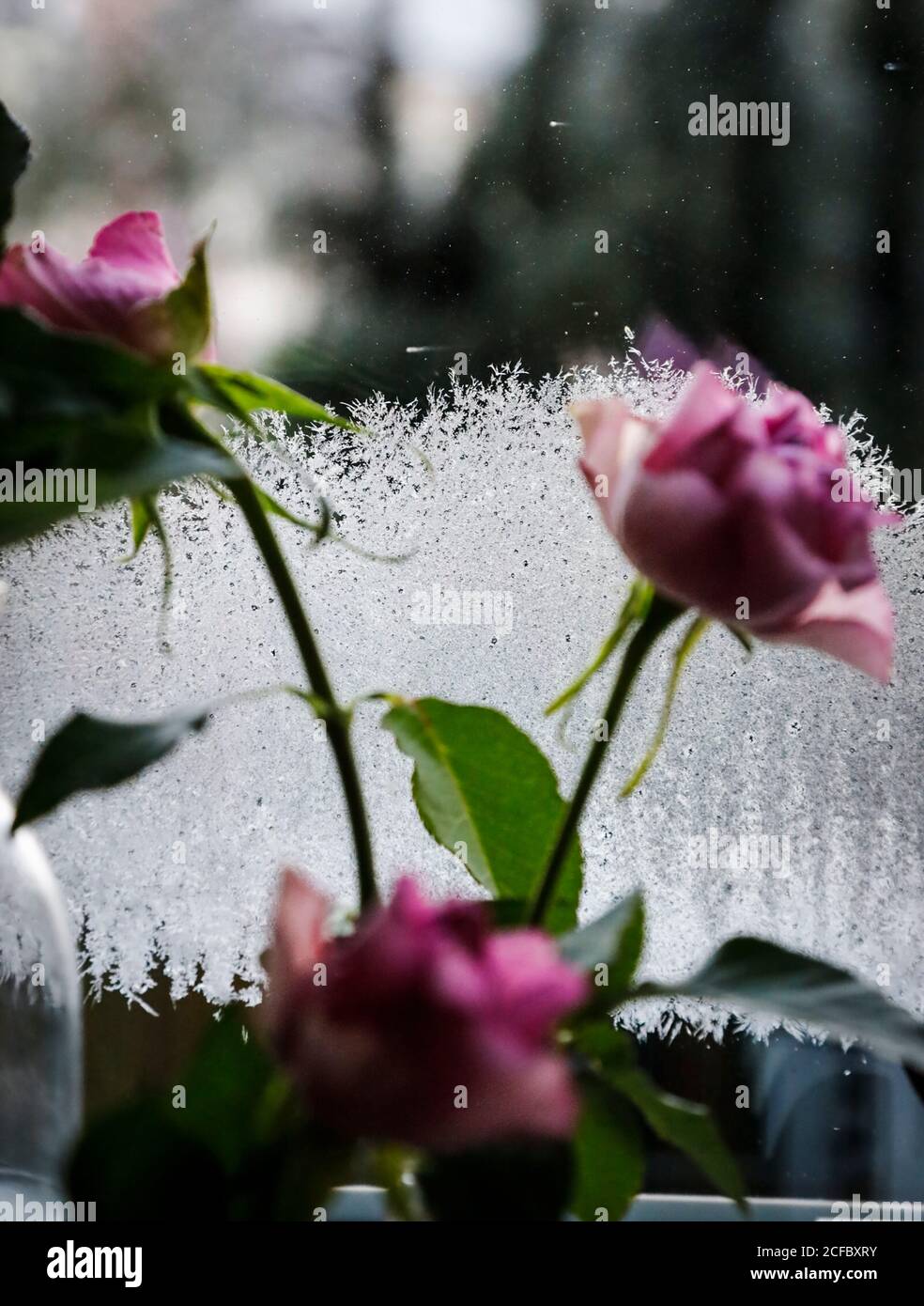 Rosen im Winter vor der Scheibe mit Frost Stockfoto