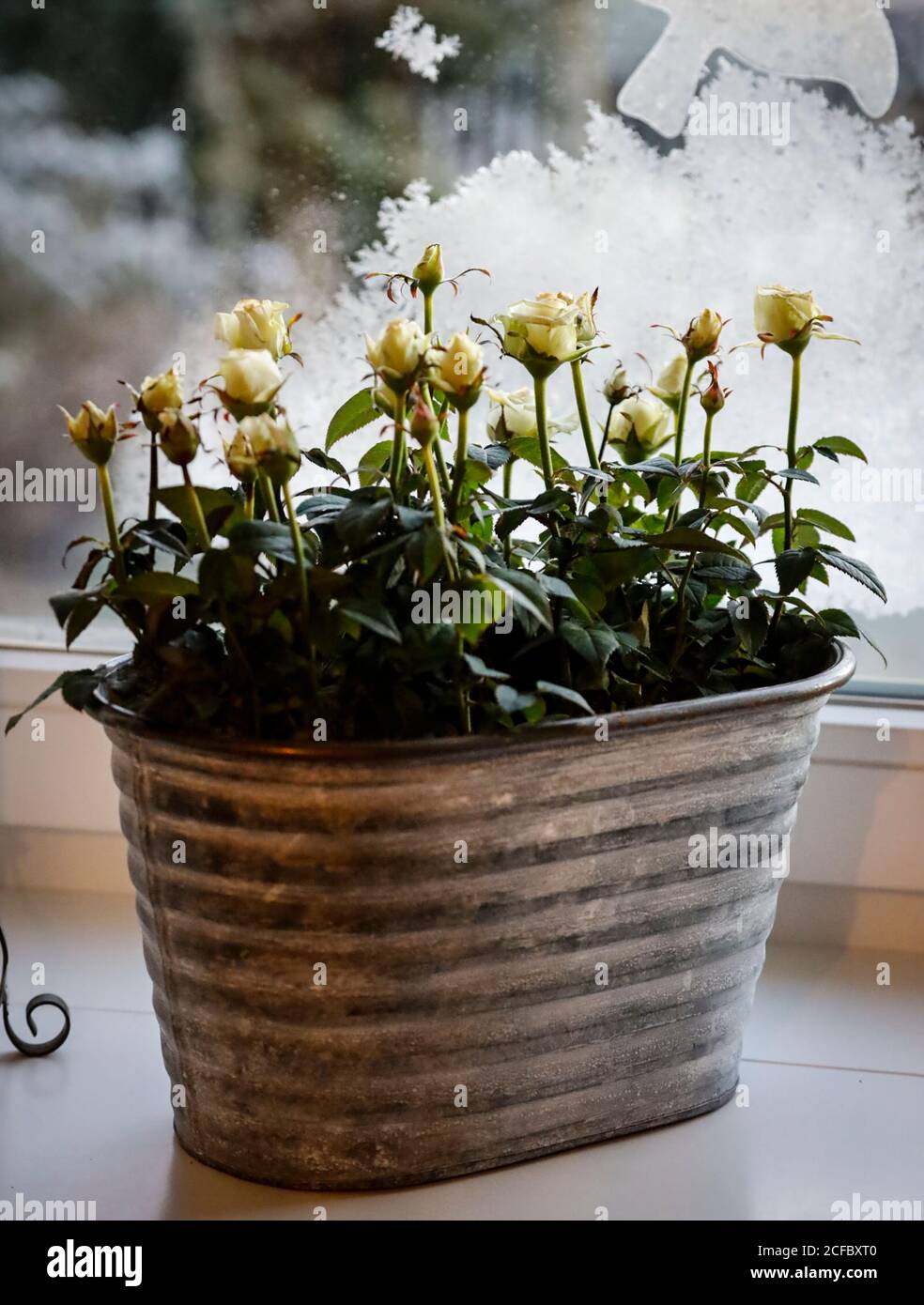 Weiße Rosen in einem Zinkglas Stockfoto