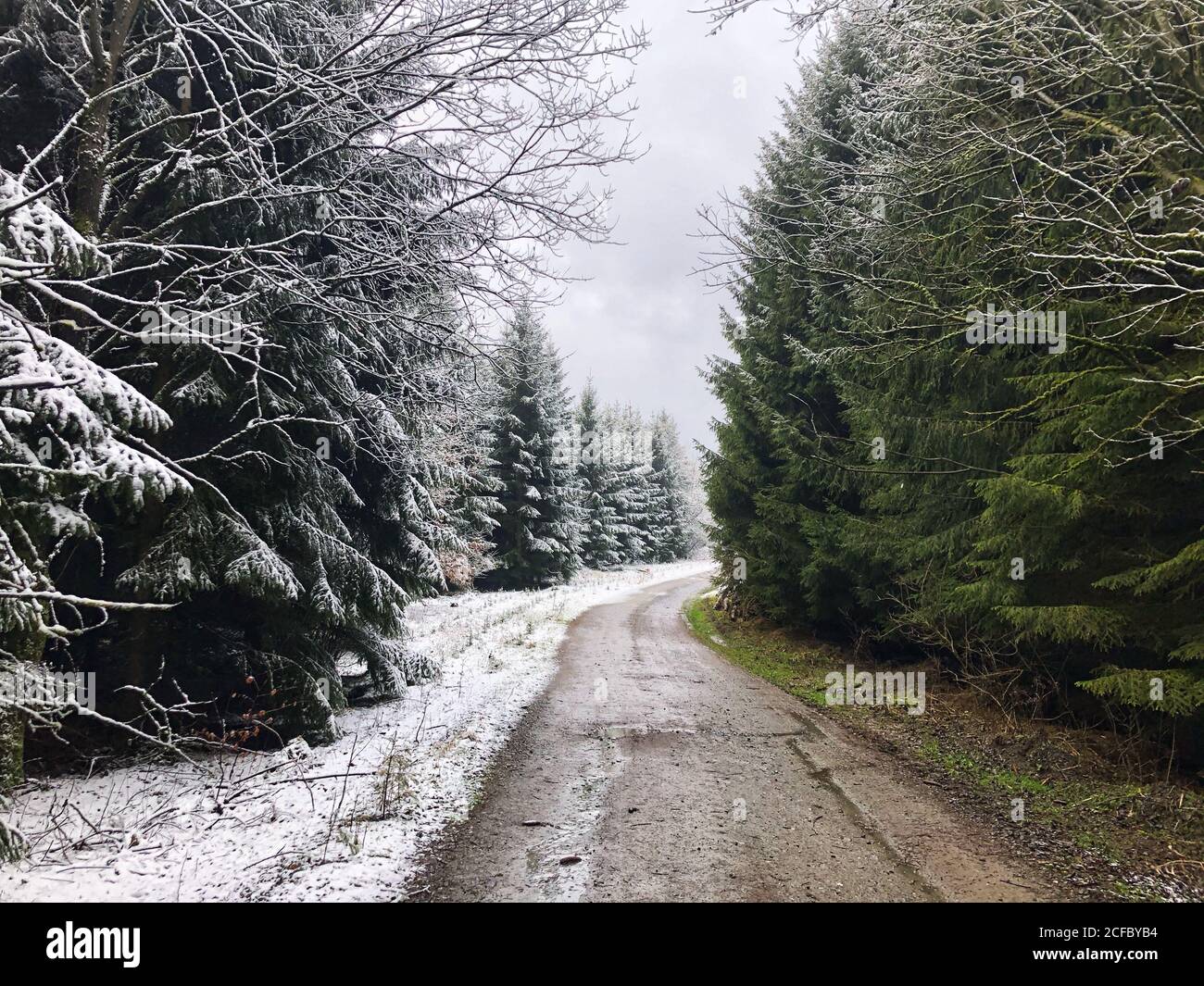 Weg zwischen Fichten mit und ohne Schnee Stockfoto