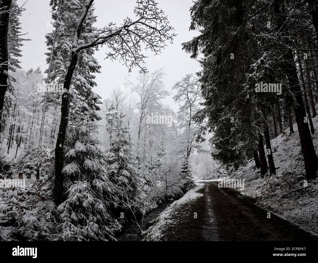 Waldwege im Winter im Schnee zwischen Bäumen Stockfoto