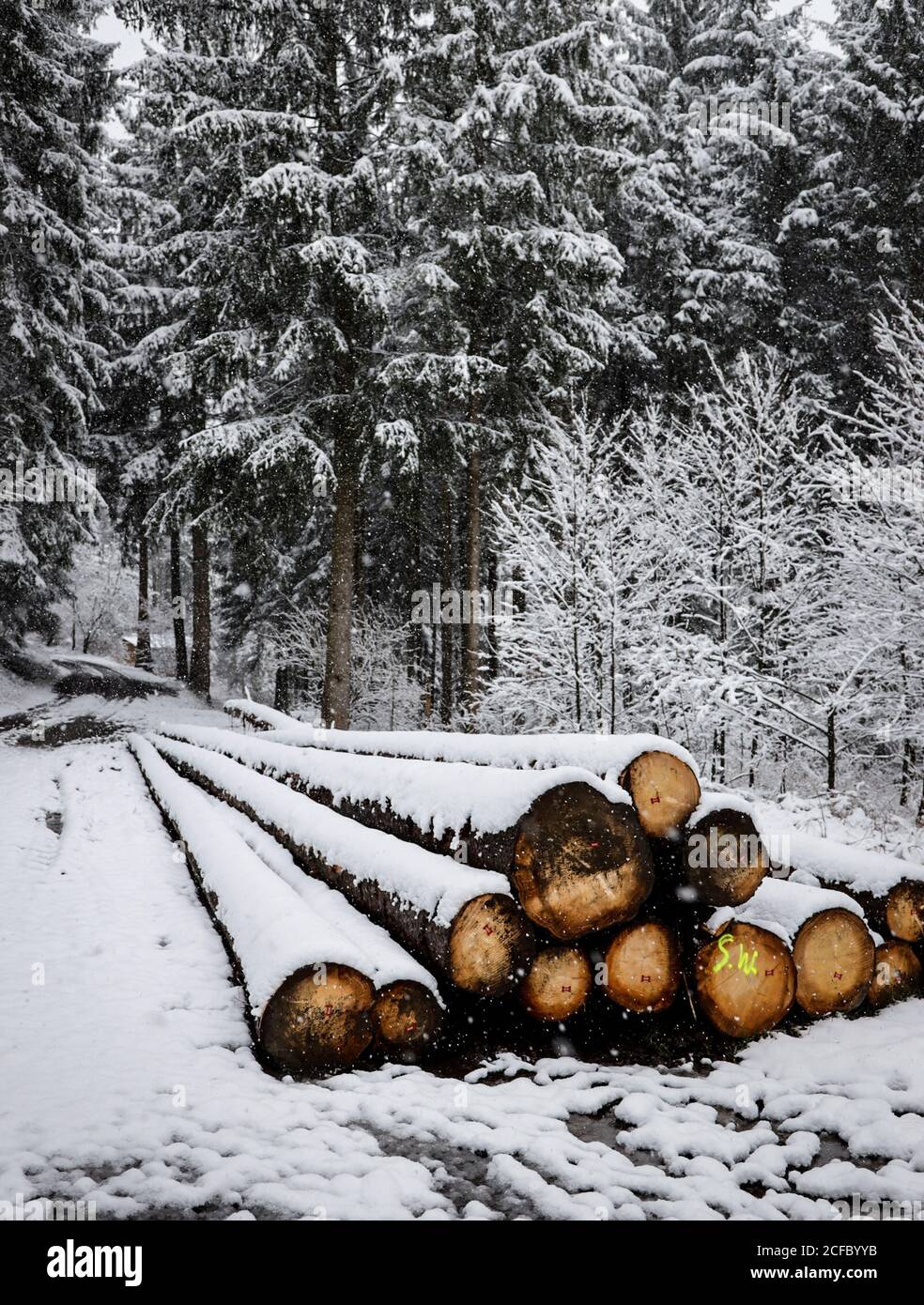 Schneiden Sie im Winter Baumstämme im Schnee Stockfoto