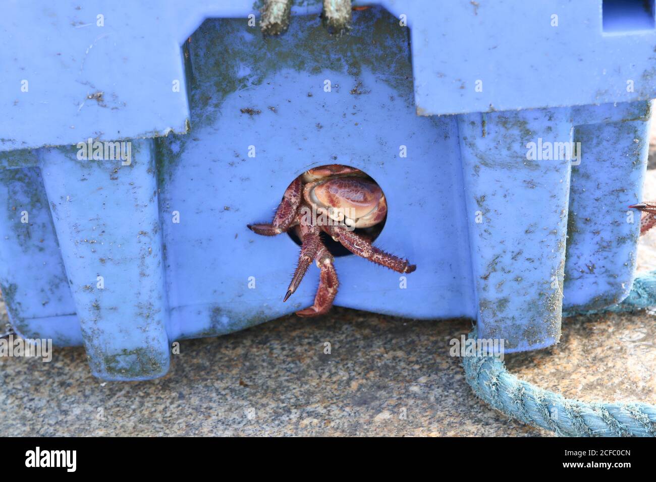 Krabbe kriecht aus einer Kiste im Hafen von Dún Laoghaire Stockfoto