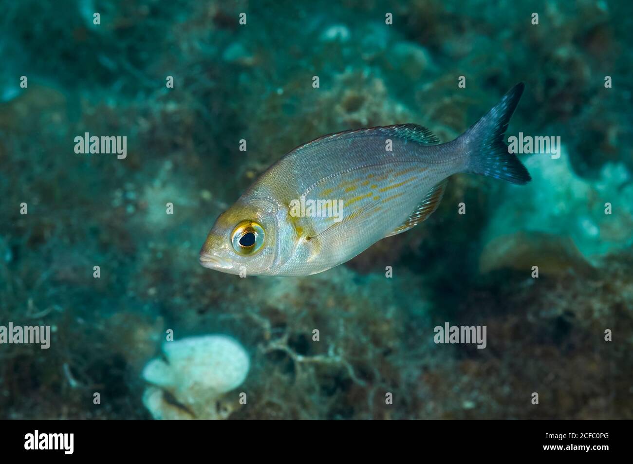 Unterwasserfischportrait einer jungen Schwarzmeerkrebse (Spondyliosoma cantharus) im Mittelmeer (Mallorca, Balearen, Spanien) Stockfoto