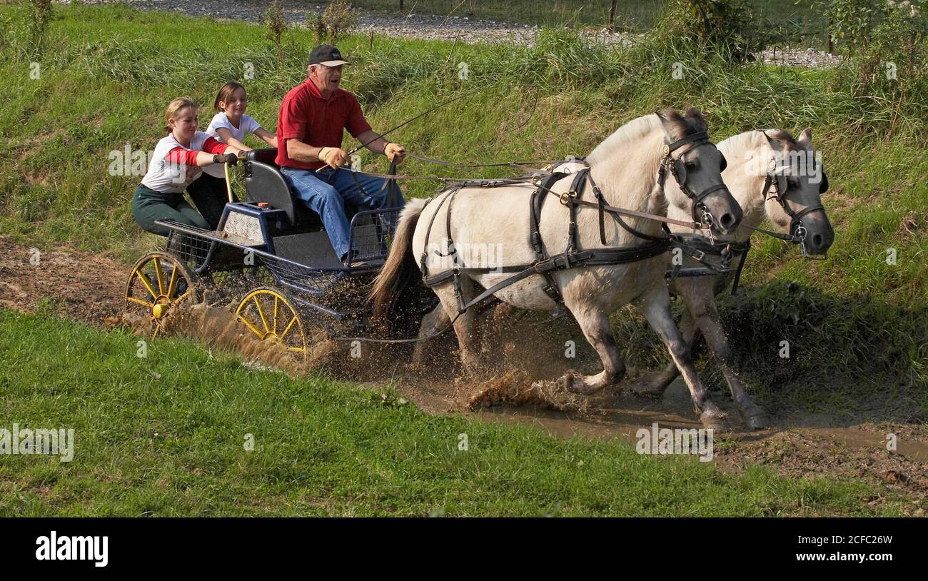 NORWEGISCHER FJORD PFERD, MANN UND MÄDCHEN MIT ZWEI PFERDEN UND WAGEN Stockfoto