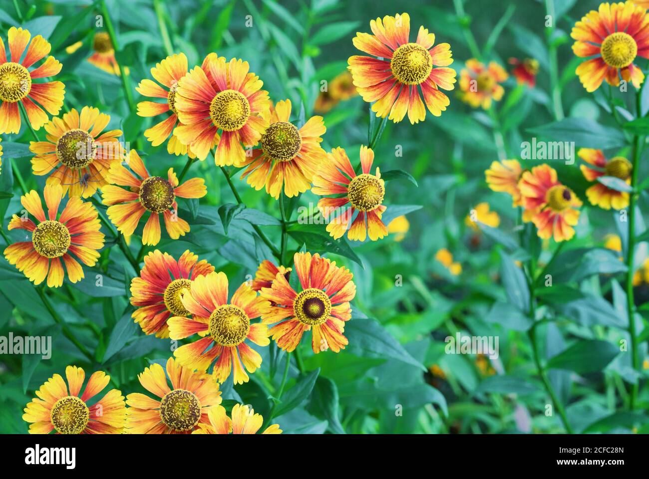 Helenium hybride Fotos und Bildmaterial in hoher Auflösung Alamy